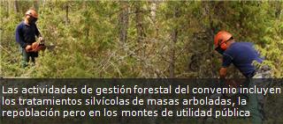 Las actividades de gestión forestal del convenio incluyen los tratamientos silvícolas de masas arboladas, la repoblación pero en los montes de utilidad pública